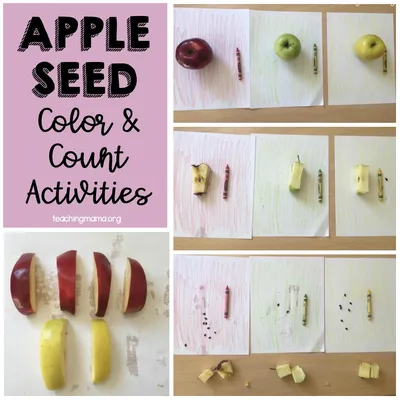 Appleseed Color & Count craft