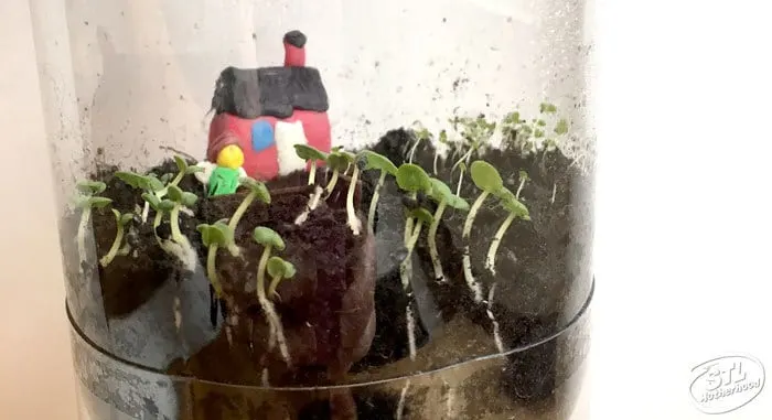 Fairy Garden in a Bottle
